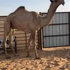 للبيع قعود فحل