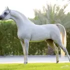 ايواء غرف خيل ... يوجد فحول محققه للتشبيات لوجه الله تعالى