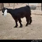 مطلوب تييووس من 5 الى 7 شهور
