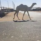 للبيع قعود