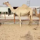 خلفه سودانيه كفو تحتها بكره كفو