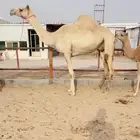 خلفه هجن سودانيه تحتها بكره