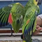 بغبغاء امزوني