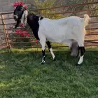 هجين جبره متبع بجفره وتيس