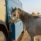 حصاني شعبي