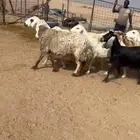 للبيع غنم حريات حرش صنف طيبه مراح
