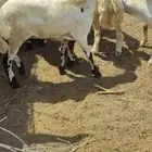 2 من الخرفان الصمع كفو مغلقه شحم