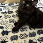 قط شيرازي اسود للتبني