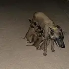 جرو مالينو هجين