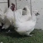 لا أهل النوادر دجاج حباحب عربي(تم البيع)