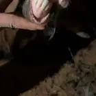 تيس للبيع