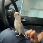 بغبغاء روز