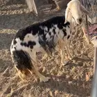 نعجه نجديه.