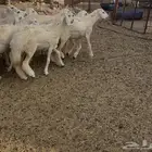 رخال مقاني