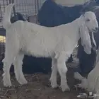 للبيع جفر تيس عارضي ابيض (تم البيع )