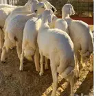 7خرفان ناهيه