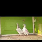 حمام باكستاني  (1)