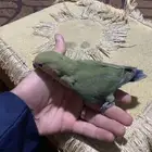 فرخ روز للبيع