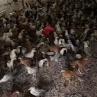 دجاج فراريج بشاير للبيع
