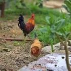 دجاج بلدي اصيل
