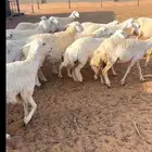 مراح حريات حرش صنف
