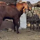 مشاريع فحول دهم