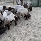 رخال نعيم للبيع