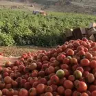 طماطم درجة أولى