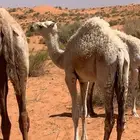 حشو