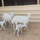 رفيديات متابيع بخرفان .