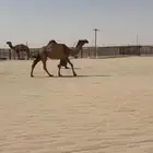 ناقة صفرا كفو ثنيه شرق الرياض