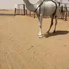خلفه وضحا رمانيه
