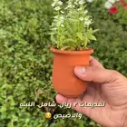 شتلات وورد وشتلات خضار واشجار زينه وداخليه