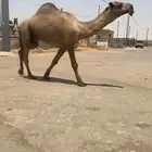 قعود ثني كفو