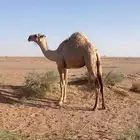 للبيع بكره ثنية صفراء وبكره شقحاء جذعة
