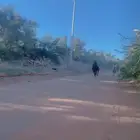 فرس