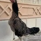 دجاجه شامو الماني