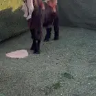 تيس عارضي خصم معرف