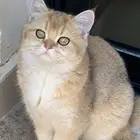 قطة سكوتش جولد