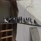 اجوز باكستاني وطبات
