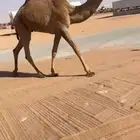 للبيع مفروده شعلا