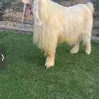 تيس فحل عارضي صنف نادر خصم تم البيع