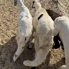 ذبايح سواكني مرابي