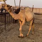بكره عونيه طيبه