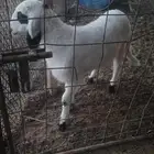 خرفان حري للبيع