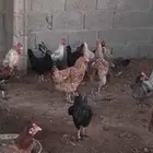 دجاج للبيع
