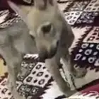 مطلوب جرو ذيب للبيع