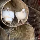 جوز زاجل وقلابية مع فرخه