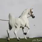 فرس مصرية بيور