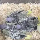 للبيع كروانات صغار (غر) واعمارهم سبوعين